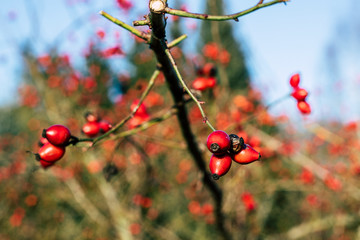 Winterbeeren 