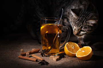 Fragrant black tea with lemon. Cat in the background.