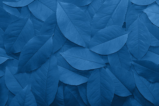 Background from autumn