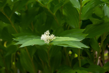 white false solomons seal growing in garden in washington
