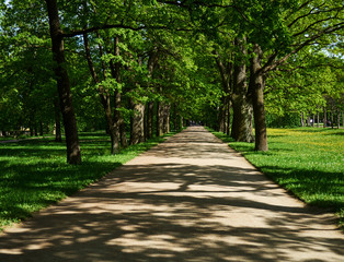 Park path in the shade of trees - 309850920