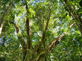 Dense forest canopy and trees near Saen Monourom (Sen Monorom) in Mondulkiri Province, Cambodia. © Alan