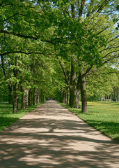 Fototapeta na wymiar Shady path in the park on a sunny summer day