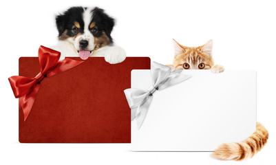 pet store gift card, puppy dog and kitten cat together isolated on white background, for promotional discounts and wishes a Merry Christmas