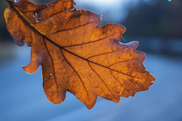 Fototapeta na wymiar autumn oak leaf on a background