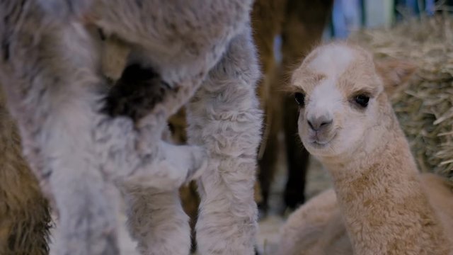 Portrait of cute little alpaca looking at camera at agricultural animal exhibition, trade show - close up. Farming, family, agriculture industry, livestock, animal husbandry concept