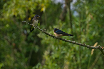 great tit on branch