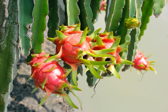 Dragon Fruit On Tree