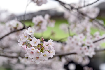 桜