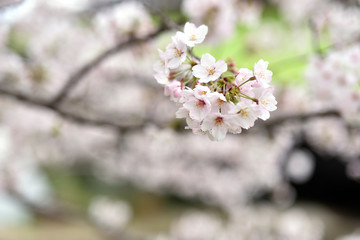 桜