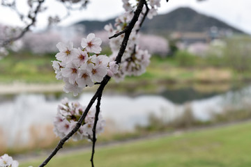 桜