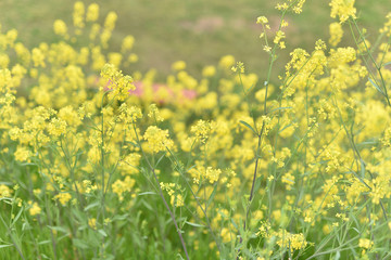 Obraz premium 菜の花