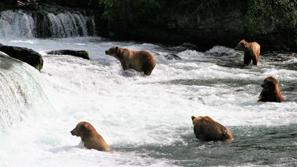 Grizzly bears at the falls