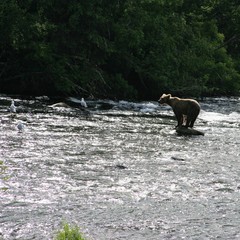 Fototapeta premium A brown bear standing alone on a rock