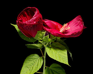Two blooming flowers of hibiscus, isolated on black background