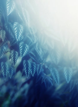 detail of rain forest plant, light graphic effect.