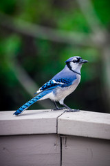 Bluejay