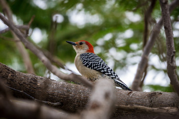 Red-bellied Woodpecker