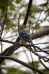 Bluejay