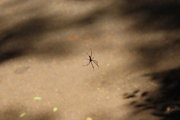 spider on a web