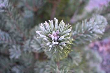 Naklejka na ściany i meble Detail of a frosty bud of spruce, with unfocused branches background