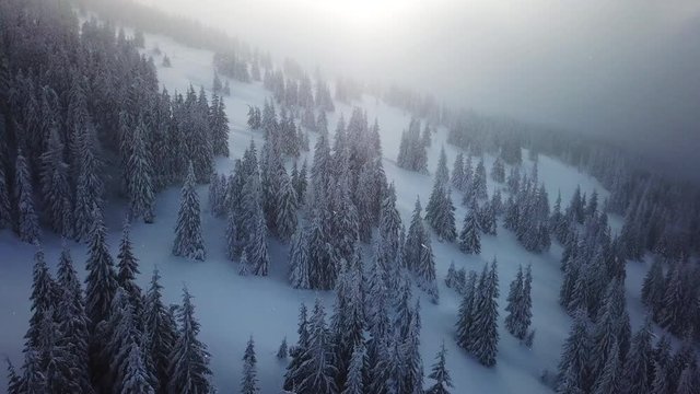 Aerial view drone flying above forest in the mountains. Snowy wether at Sunrise over frozen trees 