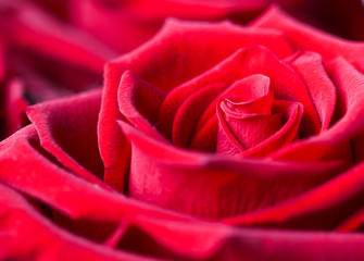 Beautiful red rose. Perfect background for a greeting card