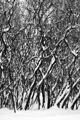Staghorn Sumac trees in winter covered with snow  in black and white