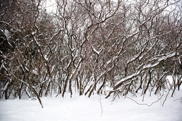 Staghorn Sumac trees in winter covered with snow