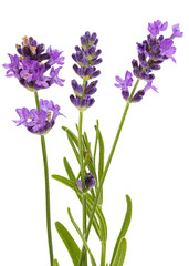 Flowers  of violet lavender, isolated on white background