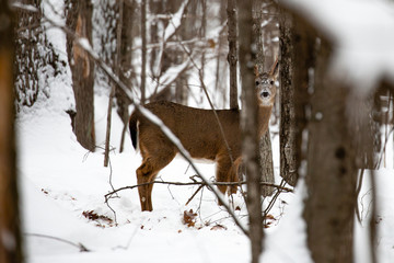 Young whitetail buck deer with snow on his face