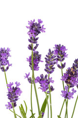 Naklejka premium Kwiaty fioletowej lawendy, na białym tle