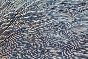 Close up dried, gray  wood 