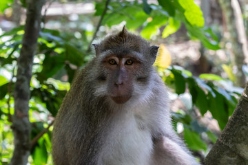 Portrait of Macaque monkey (Macaca Fascicularis), looking to the side. Forest in the background. In the sacred monkey forest, Ubud, Bali, Indonesia.