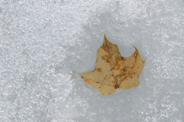 Early spring close-up: an old maple leaf from last year in the thawed. The motley brown leaf...