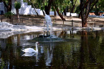 Fototapeta na wymiar white Swan in the Reina Sofia Dunes park of Guardamar del Segura beach, Alicante. Spain. Europe.