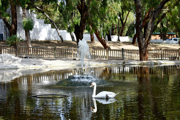 Fototapeta na wymiar white Swan in the Reina Sofia Dunes park of Guardamar del Segura beach, Alicante. Spain. Europe.