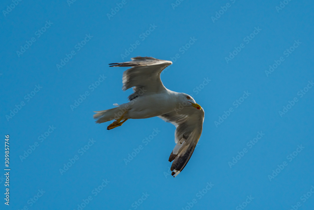 Poster seagull in flight