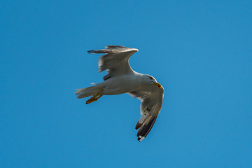 seagull in flight
