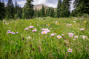 Obraz premium Rocky Mountain Meadow #3