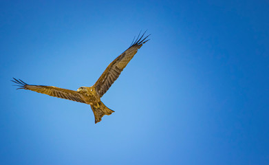 Gurney's eagle, Aquila gurney in flight in Senegal, Africa. Close up photo of big eagle. It is wildlife photo. There is blue sky.