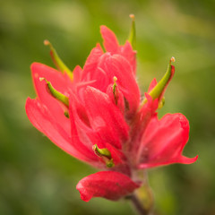 Colorado Indian Paintbrush #4