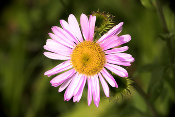 Obraz premium Purple Blossom