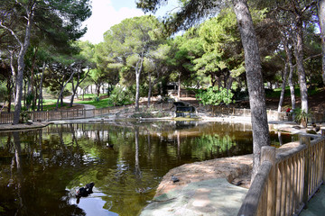 Fototapeta na wymiar pines tree in the Reina Sofia Dunes park of Guardamar del Segura beach, Alicante. Spain. Europe.