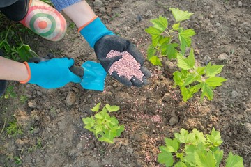 Granules fertilizer in hands of woman gardener. Spring work in garden, fertilizing plants, blackcurrant bushes