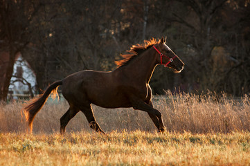 Fototapeta na wymiar horse runs free in autumn field in backlight
