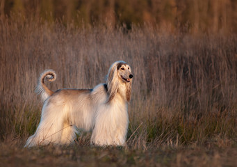 Afghan hound posing in cold autumn field