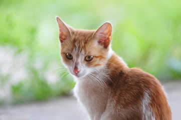 Cute little kitten portrait closeup