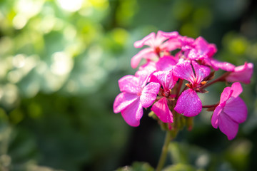 Naklejka premium The background image of the colorful flowers