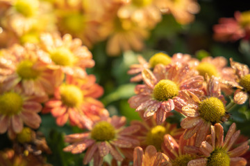 The background image of the colorful flowers